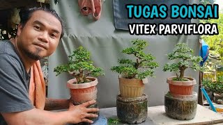 TUGAS (VITEX PARVIFLORA) BONSAI MAINTENANCE+TRIM