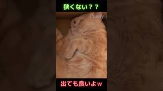 狭い所に入って辛そうな猫