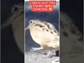 funny dancing bird #bird #funny #dance