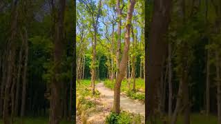 Beautiful forest jungle m Mangal karte hue man meri jaan song many trees in jungle me game subscribe