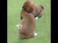 《柴犬》姉妹のじゃれあい🐕🐾