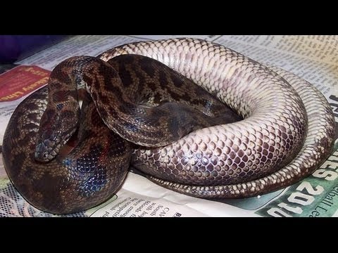 Some Snake Breeding Tips - CrittaCam - YouTube