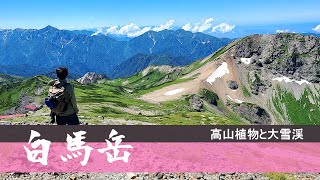 白馬岳：日本三大雪渓の白馬岳で花畑を楽しむ花見登山！2023【日帰り登山】