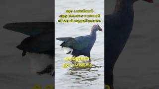 ഈ കാണുന്ന ഭീകരൻ പക്ഷിയെ നിങ്ങൾക്കറിയാമോ | Grey-headed swamphen | Purple Swamphen