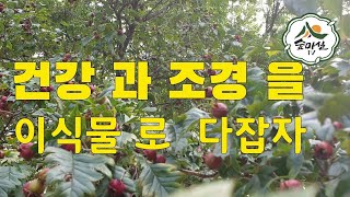 산사나무 산사열매 산사자 면역력  약초  산림 임업 농업 약용식물  귀농 귀촌  경북농민사관학교  6차산업  조경수 약초방송  약초TV 정원  꽃  화훼 감기예방 임업후계자