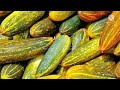 വെള്ളരി കൃഷി 100% വിളവ് വർദ്ധിപ്പിക്കാം vellari krishi cucumber farming