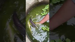 ആസാം വാള ഇത്രയും വളർന്നോ 😱 #vattavila_farm #wala #fish_mien