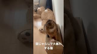 猫じゃらしで大暴れする猫#猫#ねこのいる生活 #ソマリ#アラサー#会社員