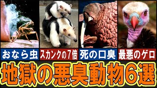 【閲覧注意】あまりに悪臭すぎる動物６選【ゆっくり解説】【動物おもしろ雑学】