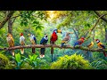 COLORFUL BIRDS | AMAZING NATURE BIRDS SOUNDS | RELAXING NATURE | CUTE BIRDS | STRESS RELIEF