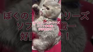 ネコ動画#shorts#スコティッシュフォールド #コント#cat #猫のいる暮らし #猫好きさんと繋がりたい