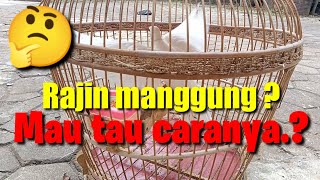 cara merawat burung puter agar jinak dan rajin manggun.@ingoningonku