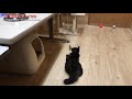 迷い猫が家にやってきた･･･最近ちょっとメタボぎみ