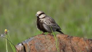 Ashy-crowned Sparrow Lark ( Eremopterix griseus)