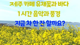 [바라던바다] 4K 제주카페 유채꽃 1시간 음악과 풍경_ 어서 커피 한 잔 내려 오세요.