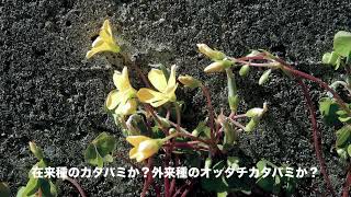 カタバミ/Oxalis corniculata 05_240322_小手指陸橋下