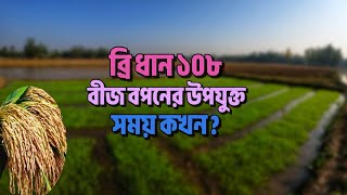 ব্রি ধান ১০৮ বীজ বপনের উপযুক্ত সময় কখন? Bri Dhan 108 biz Boponer Somoy | উচ্চ ফলনশীল ব্রি ধান ১০৮