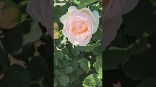 春バラ「薫乃」／JAPANESE ROSE \