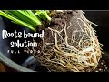 Roots Bound symptoms reasons and solution