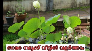 How to plant lotus at home |വീട്ടിൽ താമര കുളം നിർമ്മികാം | pond liner