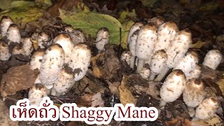 เห็ดถั่วหรือ Shaggy Mane กลุ่มใหญ่แบบนี้ใครเห็นก็ต้องรีบเก็บไปแกง #เห็ดถั่ว