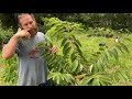 sugar apple annona squamosa my favorite annona to grow in a pot comparing with atemoyas