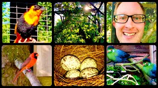 Finch and softbills | bird aviary | breeding time | S1:Ep4