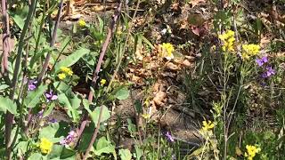 スジグロシロチョウPieris melete 蝶の里公園 2019/04/16 Tyounosato park Ranzan Saitama, Butterfly of Japan