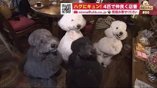 ふわふわハグにキュン！ おりこうな4匹のわんこがカフェでお出迎え【金曜日のわんこ】 (22/04/15 19:50)