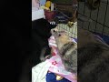 うさぎの襲撃をうける柴犬　 閃光のハサウェイ