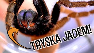 JADOWITE PRZEPROWADZKI i ptasznik Z ROGIEM 🤯 E. cyanognathus i C. darlingi