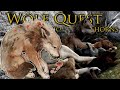 Birth of a BLOSSOMING Litter of Wolf Pups!! 🐺 Wolf Quest: Wolves of Thorns • #23