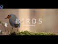 BIRDS LIFE BGM NO COPEYRIGHTS    CINEMATIC Background Music  NCS music by lalithprasad