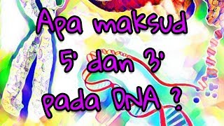 Apa Maksud 5' dan 3' Pada Rantai DNA