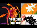 10 Orchids I don't want to live without! - My most precious Orchids