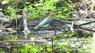 河口湖フィールドセンターのオオルリ（雄・幼鳥）その９０（4K60P動画）