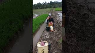 Mau nyemprot lahan uñtuk tanaman padi lorr #pertanian #sawah #farming