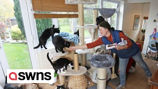 Family convert their house into rescue centre where they live with more than 130 cats | SWNS