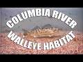 Where to Find Columbia River Walleye