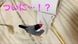 ついにその時が...！？紙で遊ぶ文鳥あずき☆ Java sparrow.