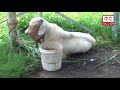 person arrested with two goats