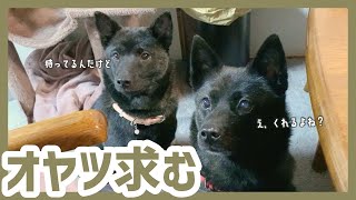 【甲斐犬】遊びにきたお客様にオヤツをおねだりするカナコとツムギが可愛すぎる〜！