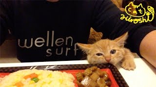 茶トラ子猫「ひろし」今度は弁当ハンターかっ!?!?　これは食べちゃ× Very Hungry Cat Hiroshi