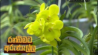 Ranbimata Arunella - (2018-10-01) | ITN