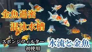 【金魚過密混泳水槽】水流と金魚　スポンジフィルター初使用