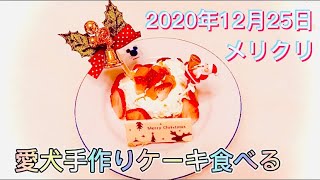 【シェルティ】Merry Xmas愛犬に手作りケーキ🍰