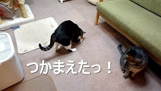 LEDにゃんだろー光線～反応違いすぎな猫 Cats reaction to led light