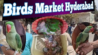 Visit birds market in hyderabad pakistan | parinda Bazar hyderabad | panhwar bird lover