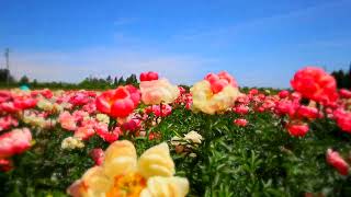 Peonies in full bloom at Adelman Peony Gardens 2023