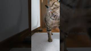 爆速で猫を追いかけるクサガメ軍曹まとめ【 #猫と亀 】